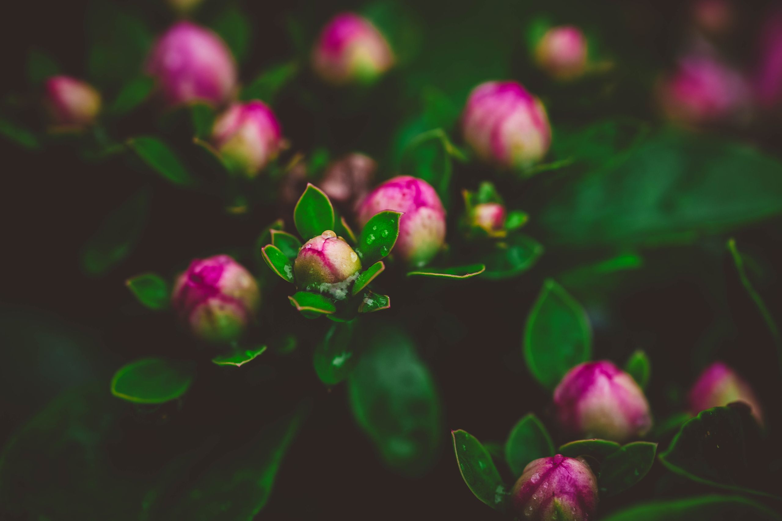 Vibrant close-up of pink flower buds surrounded by lush green leaves, capturing nature's beauty.